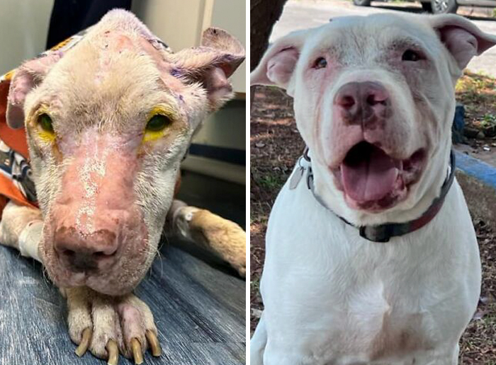 Before-and-after transformation of a dog showing incredible healing and love with a happy, healthy appearance.