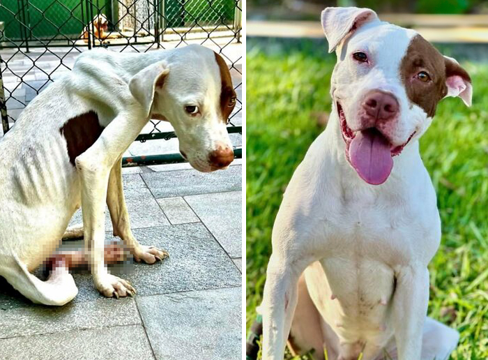 Before-and-after transformation of a dog showing incredible recovery and healing, proving love heals all.