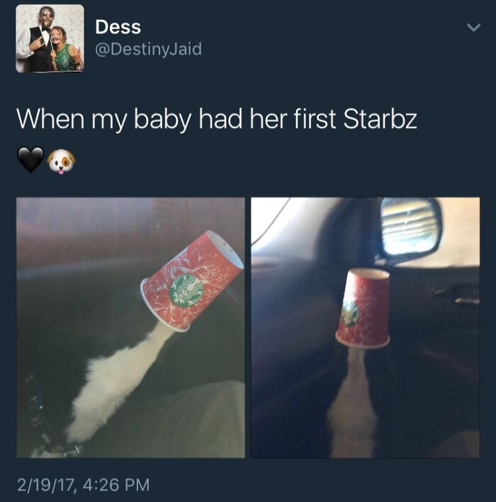 Cat's tail looks like spilled Starbucks drink inside a car, a surprising double take moment from interesting things.