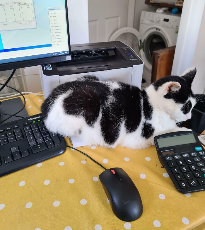 Black and white cat lying on a printer surrounded by keyboard, mouse, and calculator in a work-from-home setup.