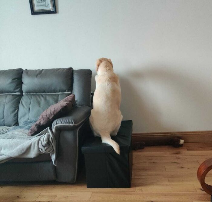 Light-colored dog sitting on a black ottoman next to a couch, illustrating funny work-from-home meme vibes.