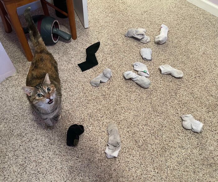 Cat looking up on carpet near scattered socks, illustrating funny work-from-home memes about unexpected distractions and messes.