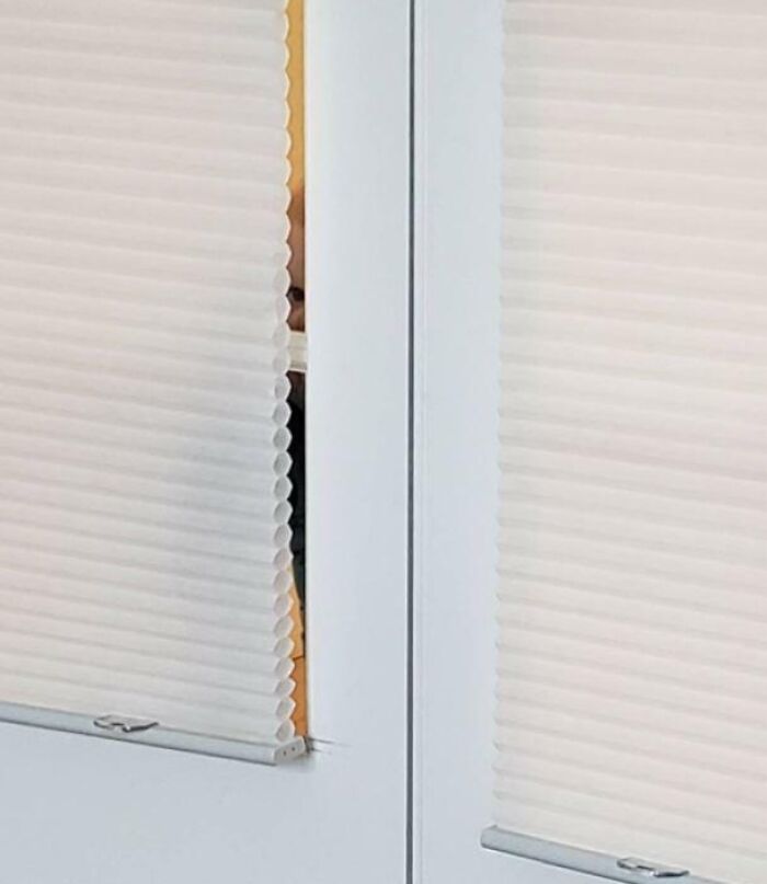 Person peeking through blinds on a door, illustrating a funny work-from-home moment with hidden expressions.