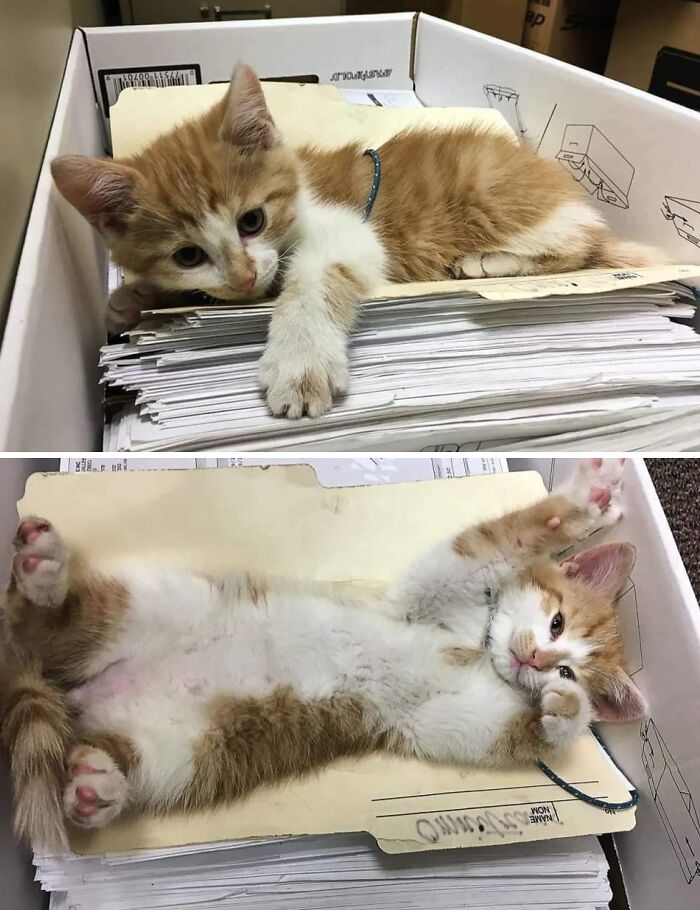 Orange and white kitten resting on stacks of paperwork in a box, illustrating funny work-from-home meme humor.