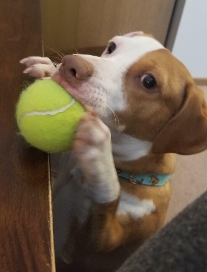 Small dog holding a tennis ball in its mouth, capturing a funny work-from-home moment with a playful pet nearby.