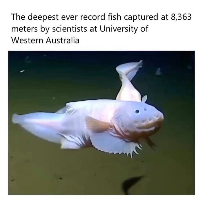 Deepest ever record fish captured at 8,363 meters by University of Western Australia scientists in an amazing underwater discovery.