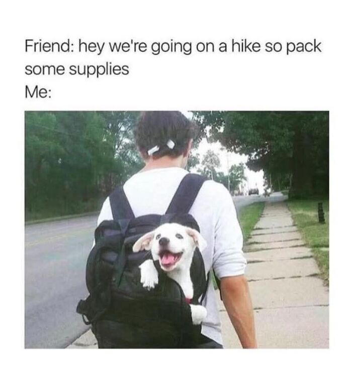 Person hiking with a happy white doggo in a backpack, showing wholesome doggo memes and pupper content online.