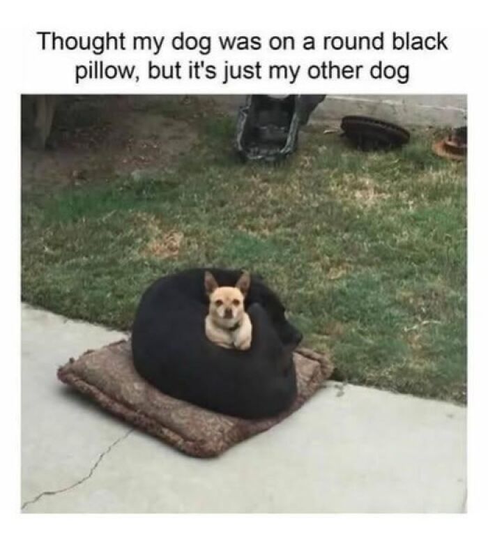 Two dogs outdoors with one curled up on a pillow, the other dog sitting inside the curled dog in a doggo meme.