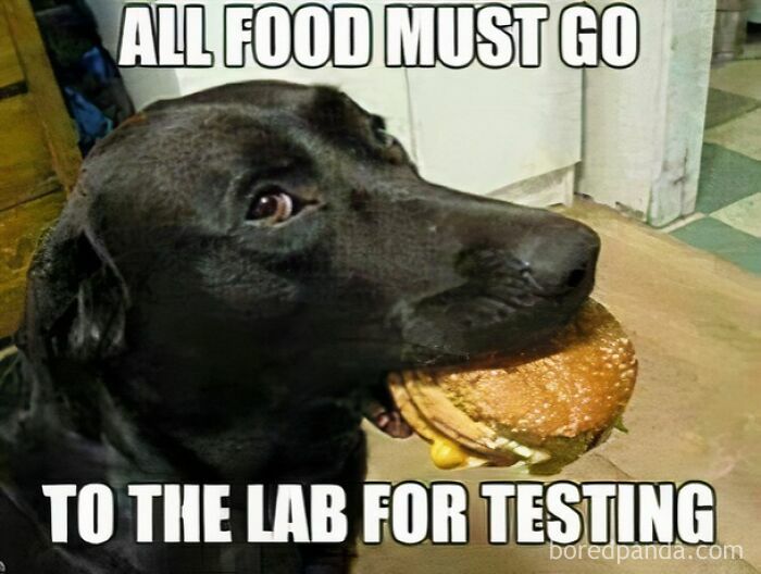 Black dog holding a burger in its mouth with caption about food in a funny doggo memes style.