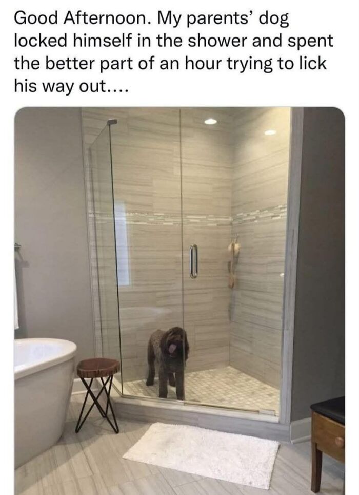 Doggo meme showing a dog stuck in a shower, trying to lick its way out in a modern bathroom setting.