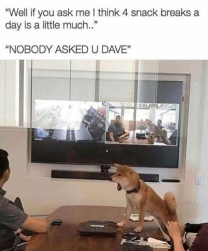 A dog standing on a conference table seemingly yelling during a video meeting in a humorous doggo memes scene.