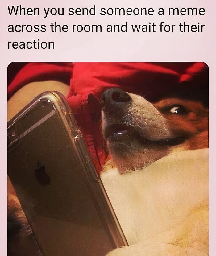 Doggo memes showing a dog looking at a phone, waiting for a reaction to a shared wholesome pupper content.