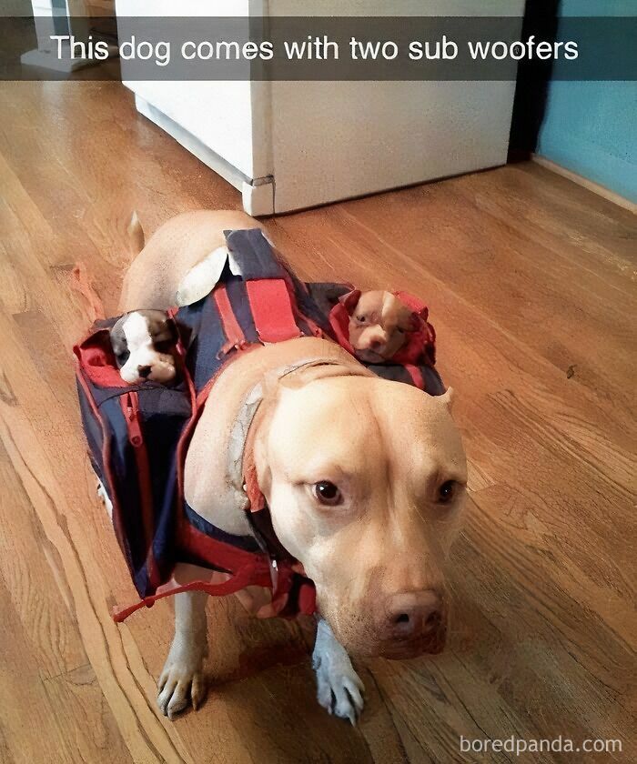 Dog wearing backpack with two small puppies inside, showcasing wholesome doggo memes and adorable pupper content.