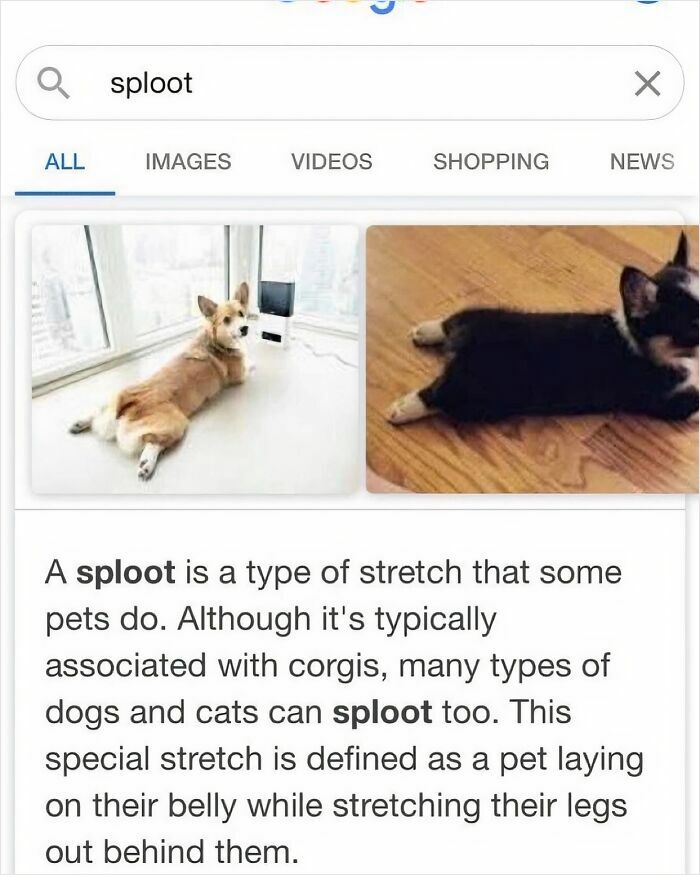 Two dogs doing a sploot stretch on the floor, illustrating a popular pet pose for a serotonin boost.