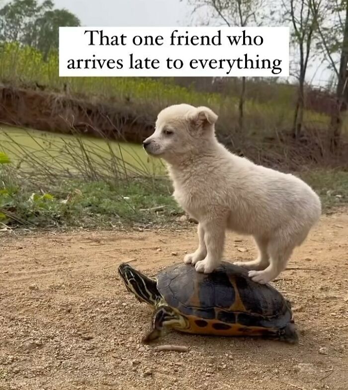 Cute puppy standing on a turtle with text about a friend who arrives late, featuring relatable memes humor and friendship themes.