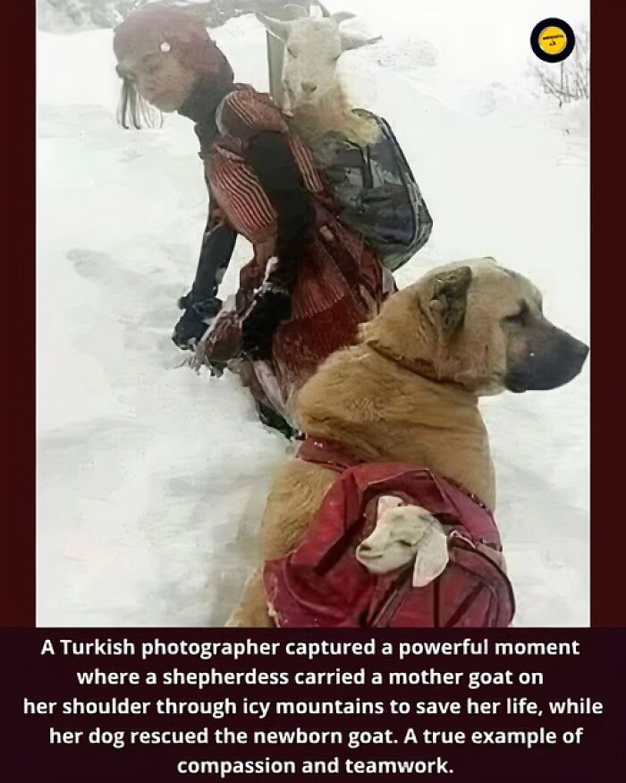 Shepherdess carrying mother goat and dog rescuing newborn goat in snowy mountains showcasing unusual, wonderful facts of compassion.