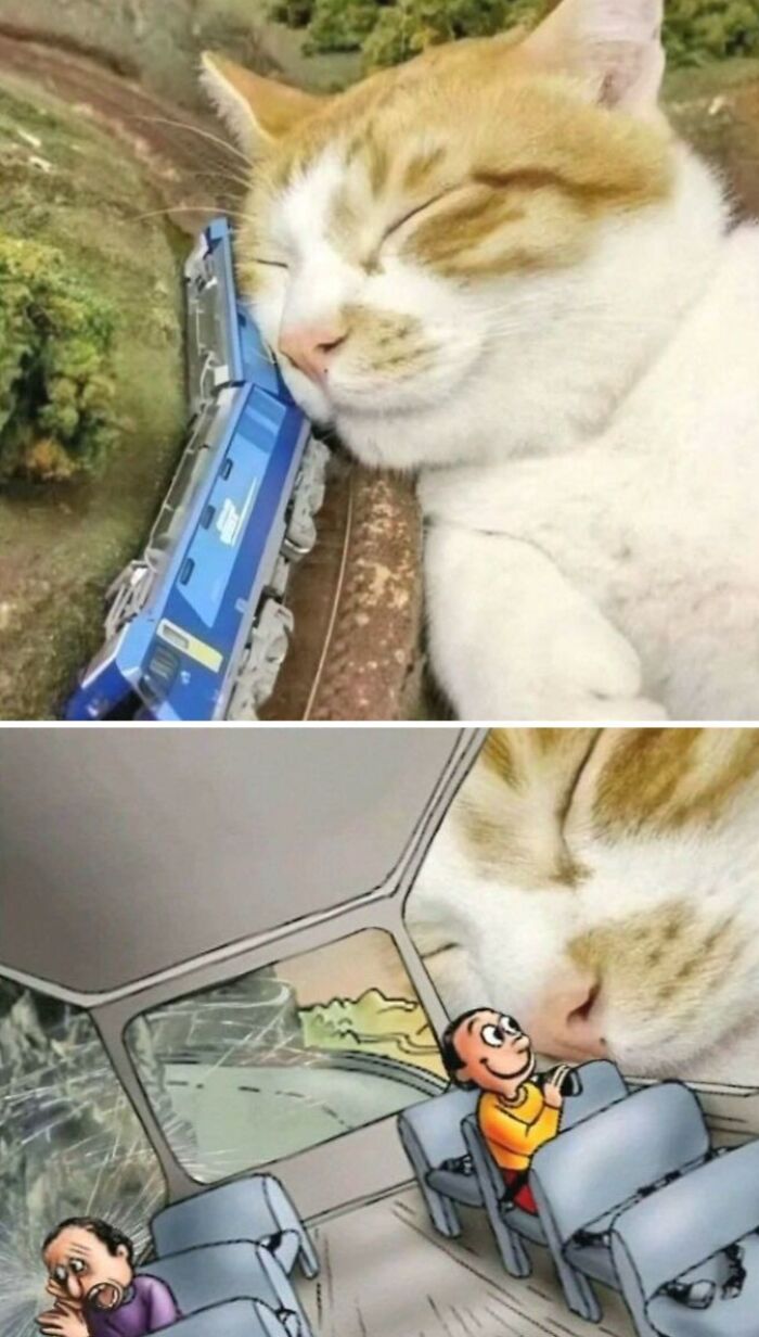 Sleeping cat appears huge next to train in funny scene from hilarious animals who lost the plot goblin mode collection.