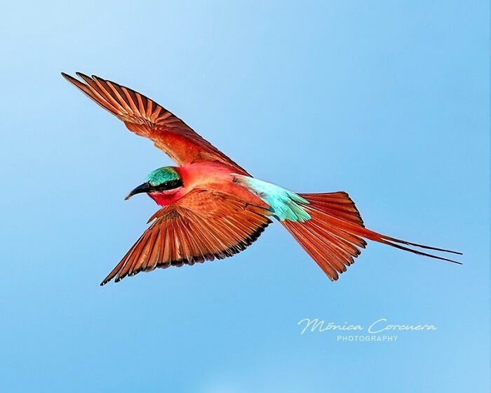 Vibrant bird in mid-flight against clear blue sky showcasing unforgettable wildlife moments by Mónica L. Corcuera.