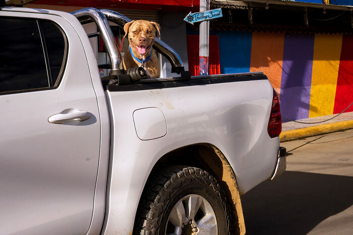 Dog sitting in the back of a white pickup truck on a sunny street, captured in vibrant street photography moment.
