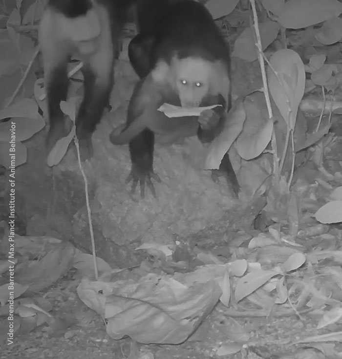 Nighttime hidden camera captures monkeys kidnapping babies of another species in dense forest foliage.