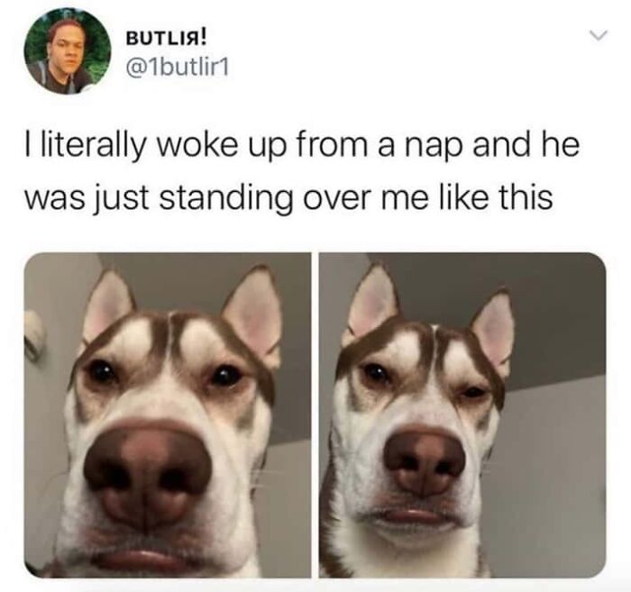 Funny and silly animal memes featuring a close-up of a dog standing over someone after a nap to keep spirits up