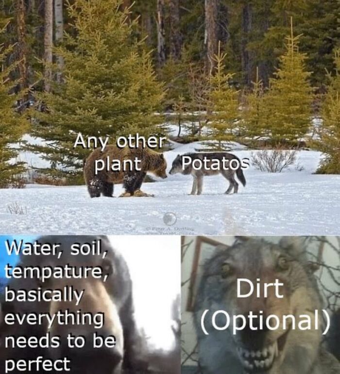 Bear labeled any other plant looking at a wolf labeled potatoes in snow, with chaotic meme text about growth conditions.
