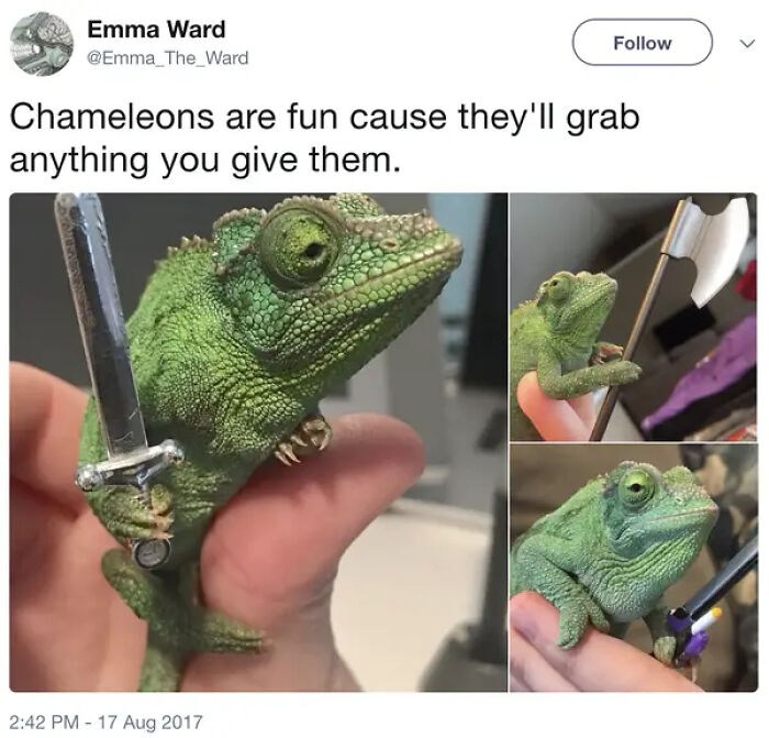 Chameleon holding miniature sword and axe toys in hand, a funny and silly animal meme to lift spirits.