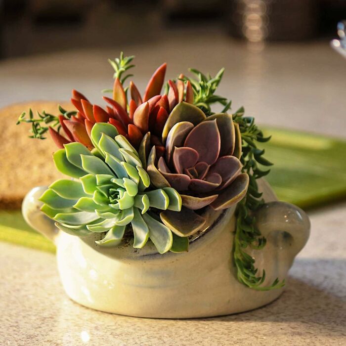 Colorful succulent arrangement in a ceramic pot, highlighting Amazon Memorial Day bargains for home decor and gifts.