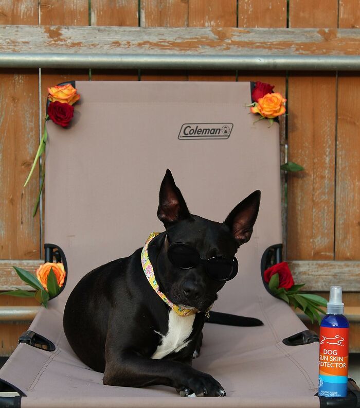 Black dog wearing sunglasses relaxing on a chair with warm weather finds like sun skin protector and flowers nearby