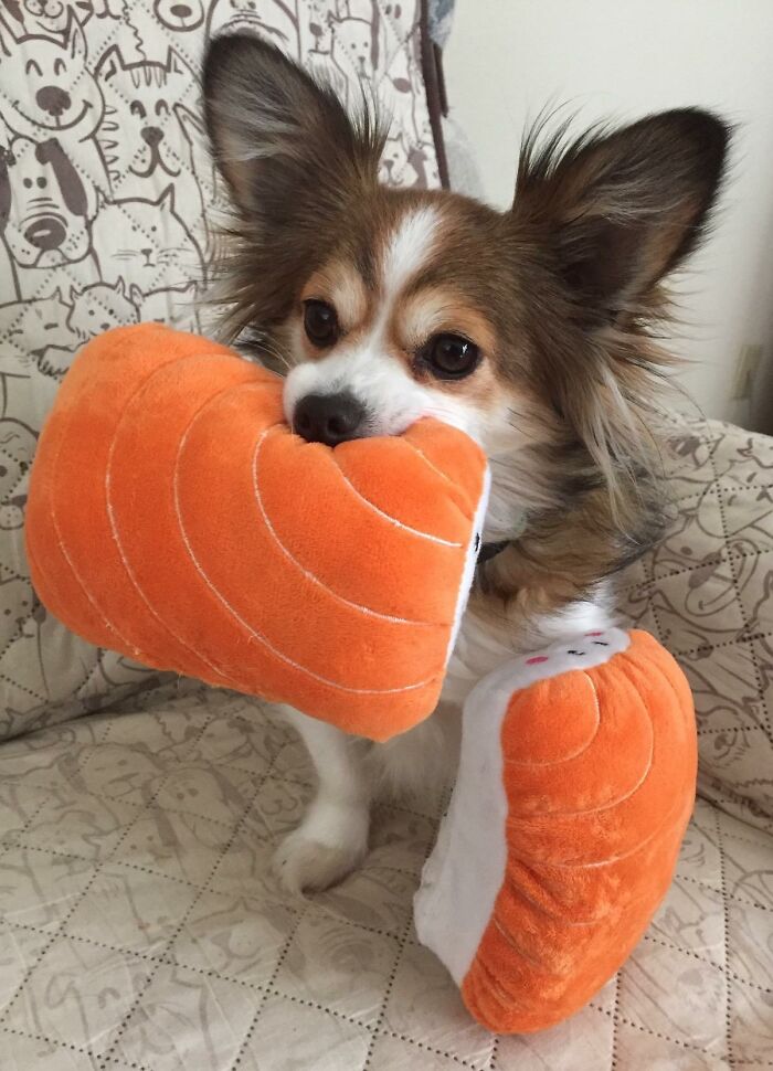 Small dog holding plush toys shaped like sushi, one in its mouth and one on the couch, delivering an instant mood lift