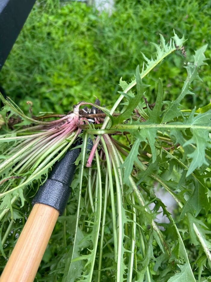 Weeding tool pulling dandelion roots from green grass, showcasing popular Amazon movers and shakers garden product use.