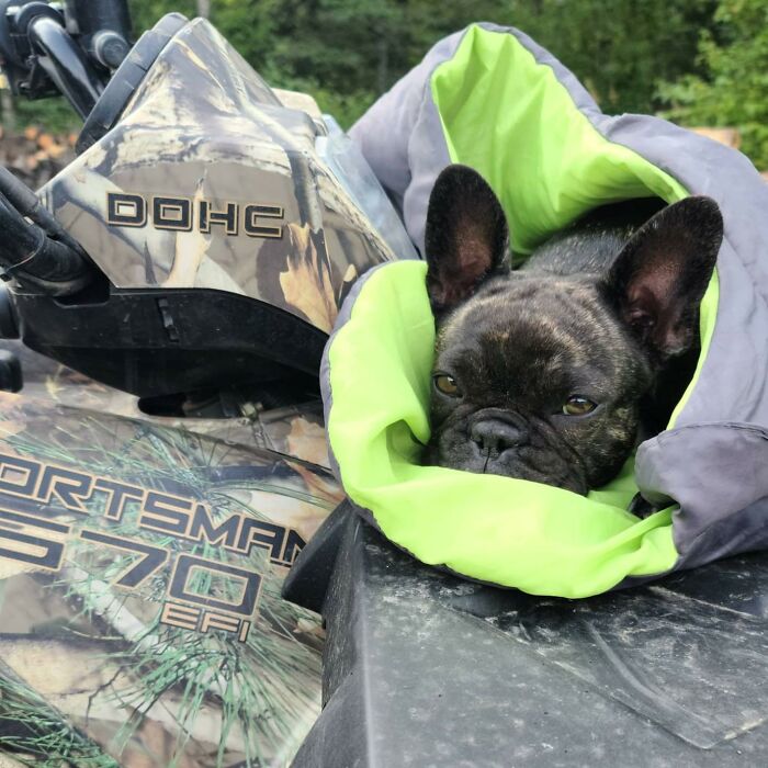 French bulldog wrapped in a blanket on a camo ATV, enjoying a spoiled summer pet lifestyle outdoors.