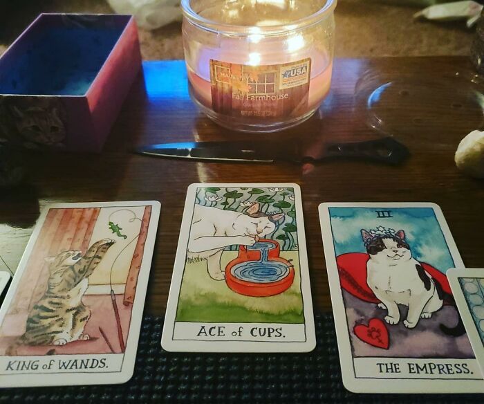 Tarot cards featuring cats laid out on a table with a candle, illustrating quirky and fun purchases.