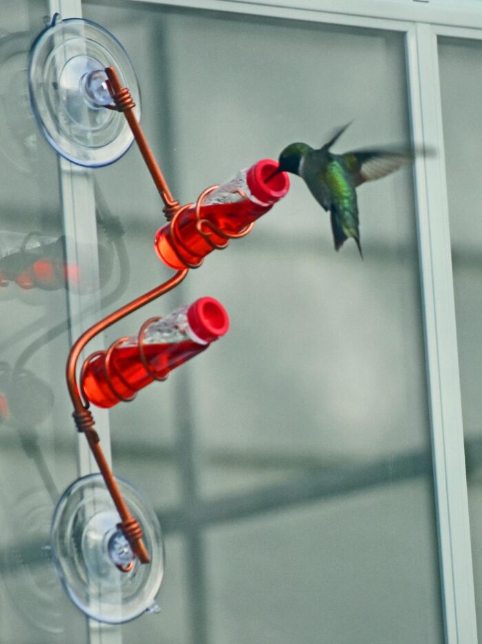 Hummingbird feeding from a red garden feeder attached to a window, showcasing top gardening finds for plant care.