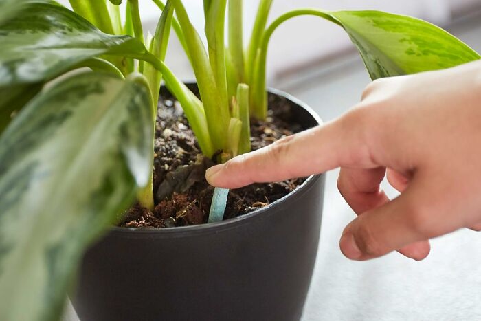 Hand pointing to a moisture sensor in a potted plant, showing garden care solutions to calm tiny garden tantrums.