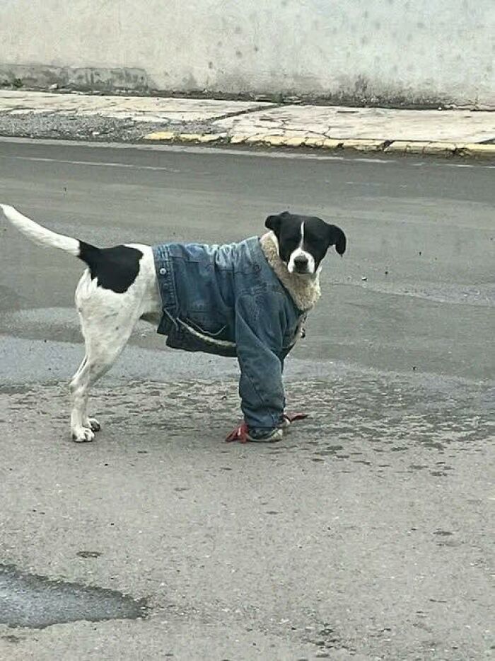 Dog wearing a denim jacket and gloves on a street, one of the hilarious animals who lost the plot in goblin mode.