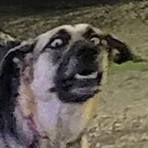 dalebirdheart avatar