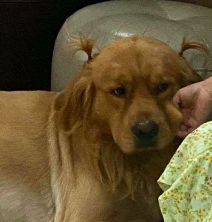 Golden retriever with a serious expression, showing hilarious animal behavior in a funny goblin mode moment.