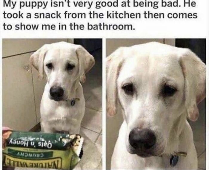 Sad white puppy caught with a snack in kitchen shown in funny and silly animal memes to keep spirits up.