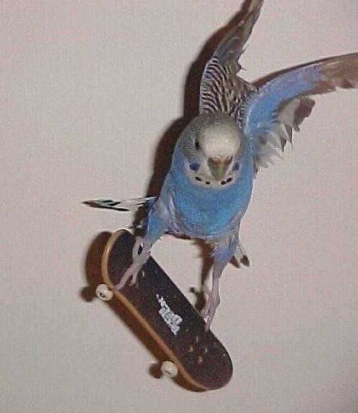 Blue budgie in mid-air performing a trick on a miniature skateboard, showcasing hilarious animals in goblin mode.