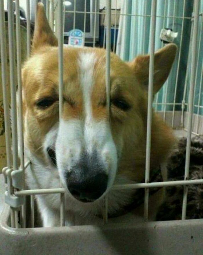 A funny dog stuck in a cage looking goofy, one of the hilarious animals who lost the plot in goblin mode.