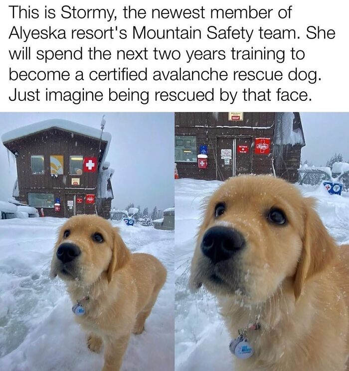 Golden retriever puppy in snow training as an avalanche rescue dog, one of the funny and silly animal memes.
