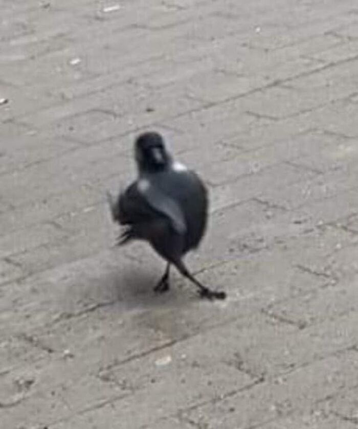 Black bird walking with one leg crossed over the other on a paved surface in a funny animal pics moment.