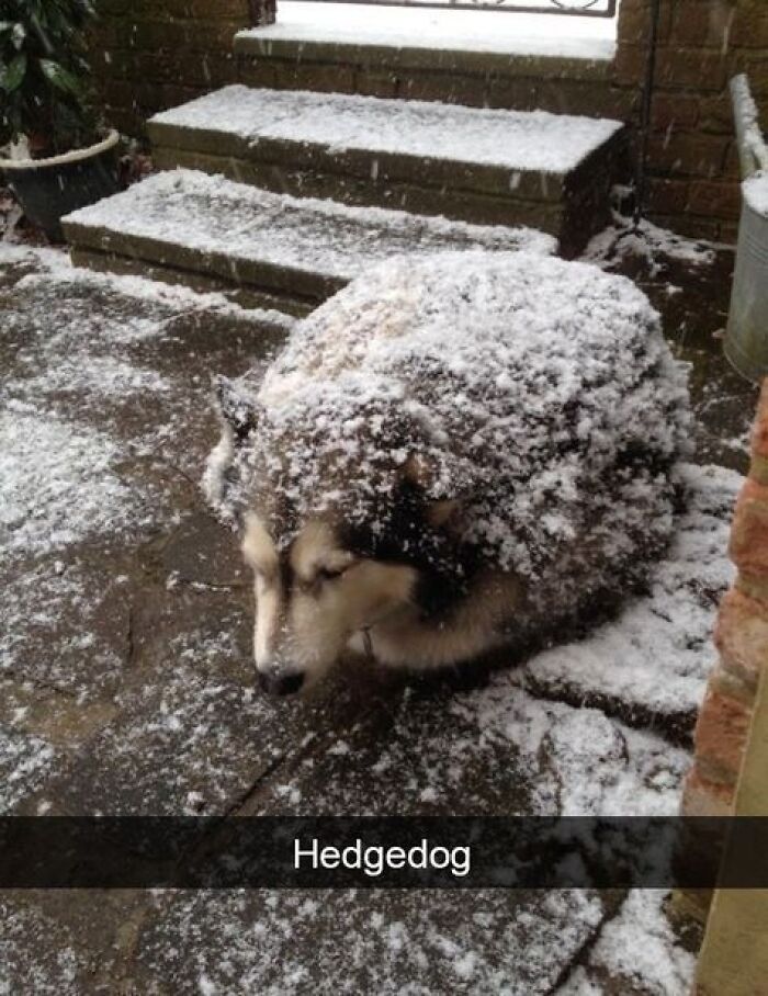 Husky dog covered in snow sitting outside on a snowy path, a heartwarming animal pic that may make you laugh.