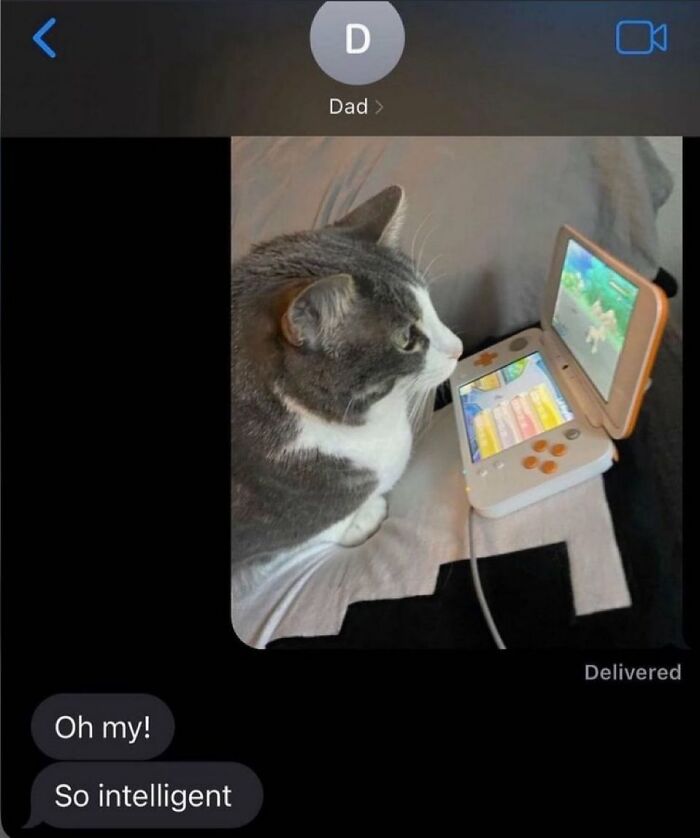Cat intently watching a handheld gaming device with a humorous chaotic meme text message conversation.