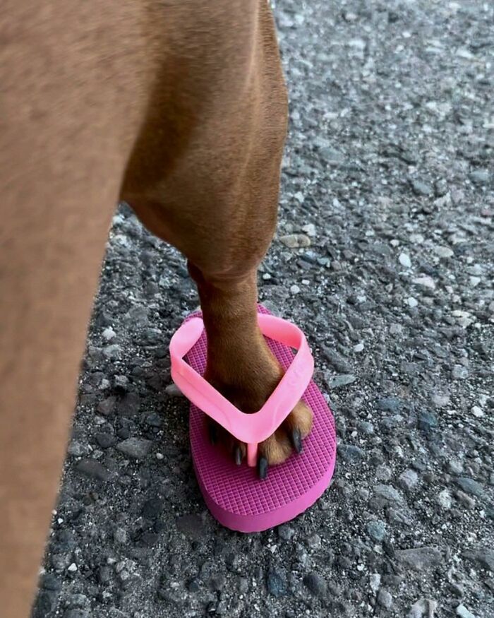 Dog paw stuck in a pink flip-flop on a rough asphalt surface, showcasing hilarious animals in goblin mode.