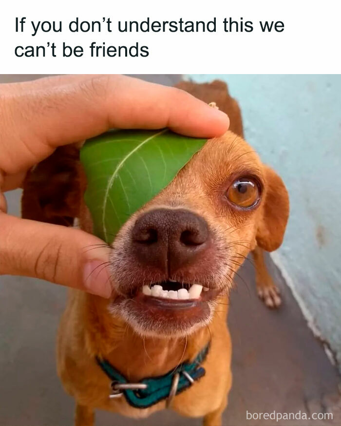 Funny animal meme of a small dog with a green leaf covering one eye and showing teeth for a silly look.