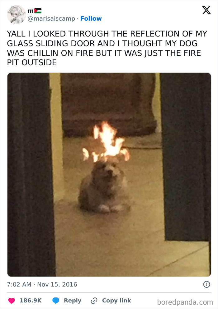 Dog lying on the floor with fire reflection above its head creating an amusing double take moment.