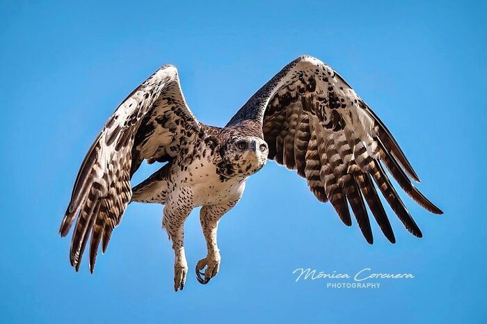 Bird of prey in mid-flight with wings spread against blue sky, an unforgettable wildlife moment captured by Mónica L. Corcuera.