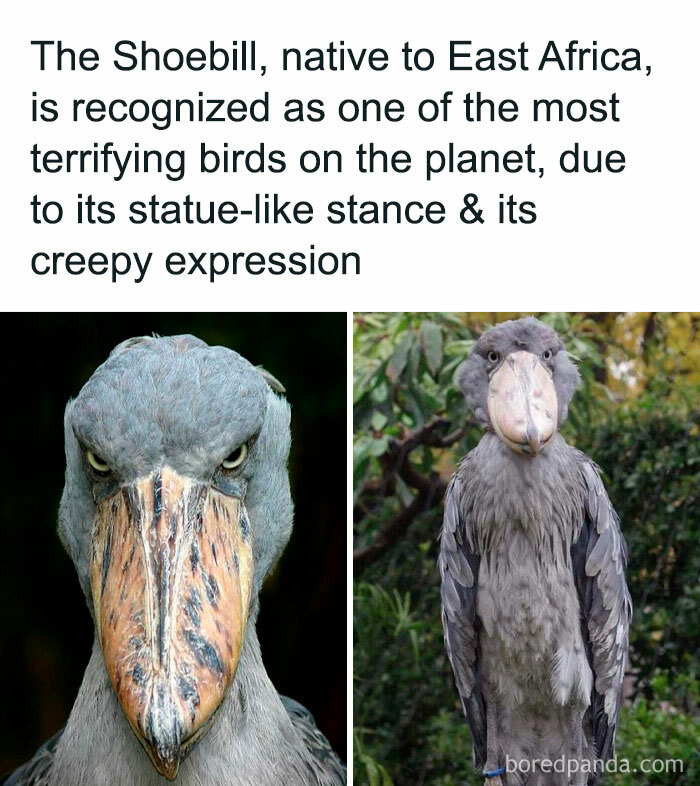 Close-up and full-body images of a shoebill bird with a statue-like stance and unsettling creepy expression.